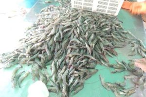 Distributor Udang Vaname