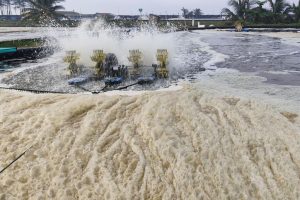 Udang Vaname: Panduan Lengkap Budidaya, Nutrisi, Teknologi, dan Kelayakan Usaha