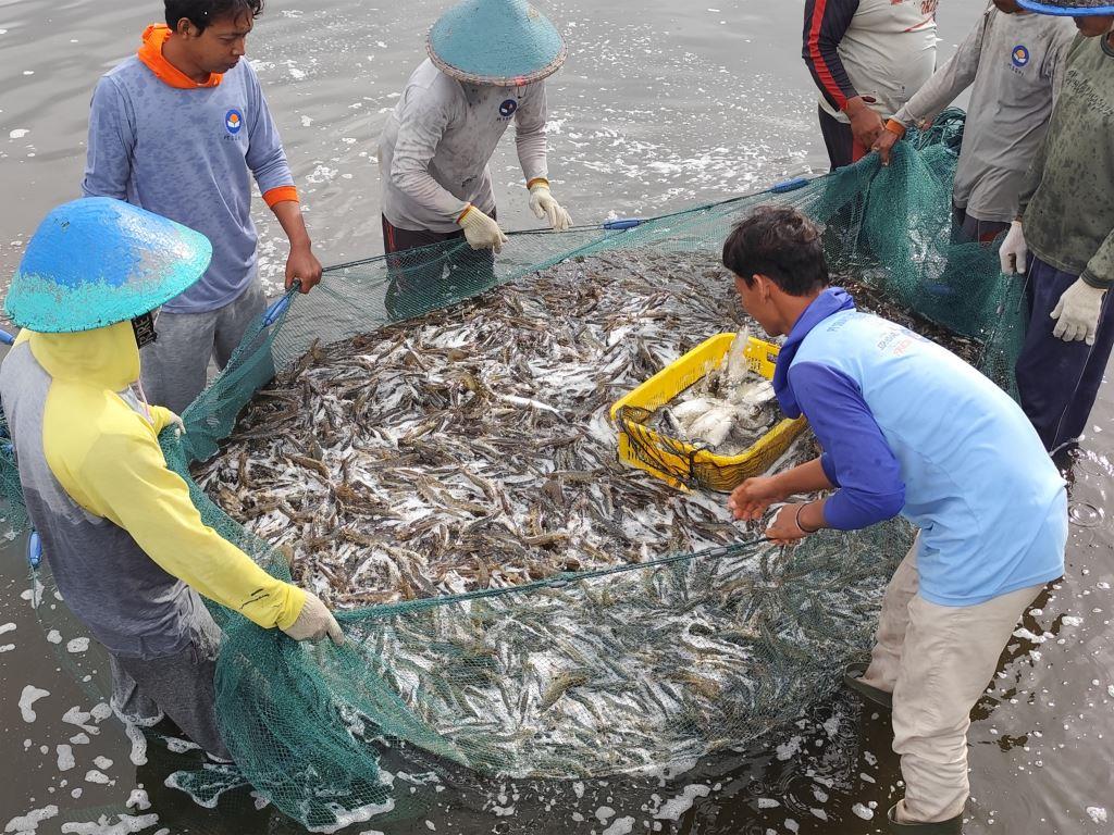Panen parsial udang vaname