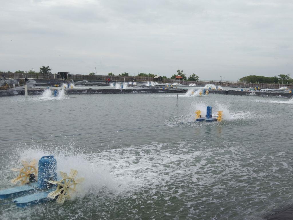 Agro Vaname - Kolam Udang Vaname