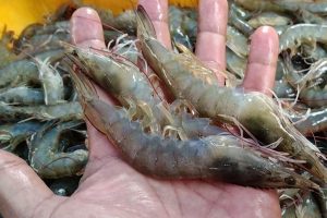 Supplier Udang Vaname