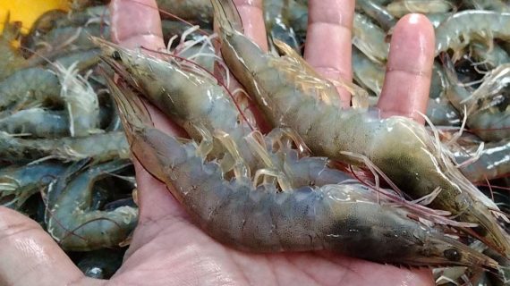 Supplier Udang Vaname