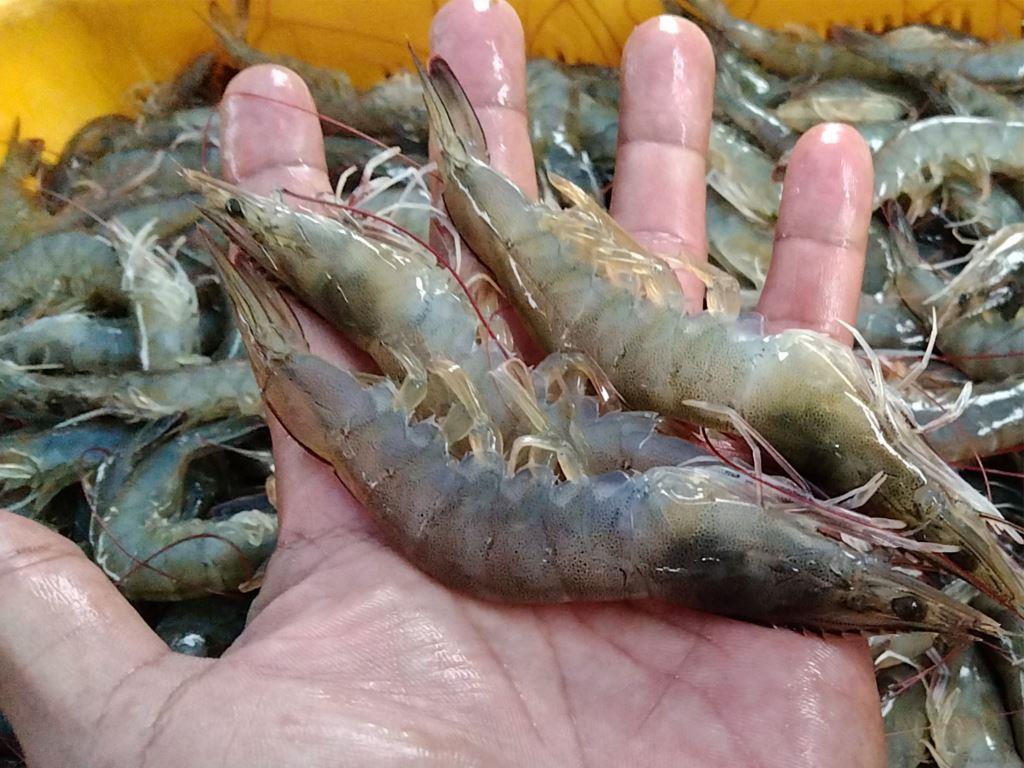 Supplier udang vaname