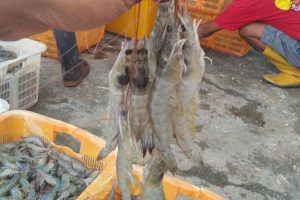 Apa Itu Udang Vaname?