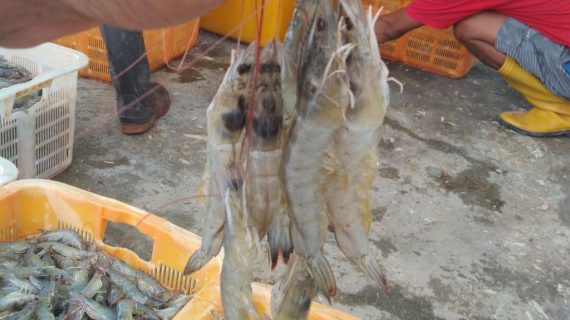 Apa Itu Udang Vaname?