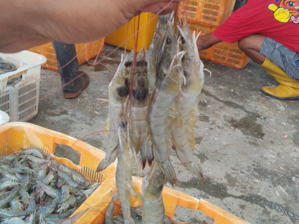 Udang Vaname Panen