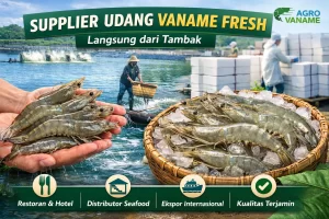 Supplier Udang Vaname Fresh Langsung Tambak | Agro Vaname