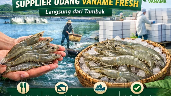 Supplier Udang Vaname Fresh Langsung Tambak | Agro Vaname