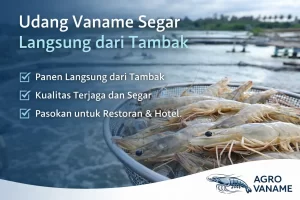 Udang Vaname Segar Langsung dari Tambak | Supplier Agro Vaname