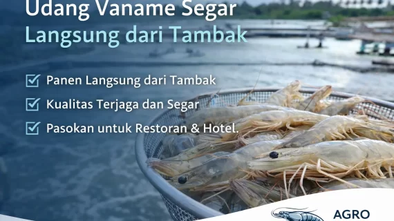 Udang Vaname Segar Langsung dari Tambak | Supplier Agro Vaname