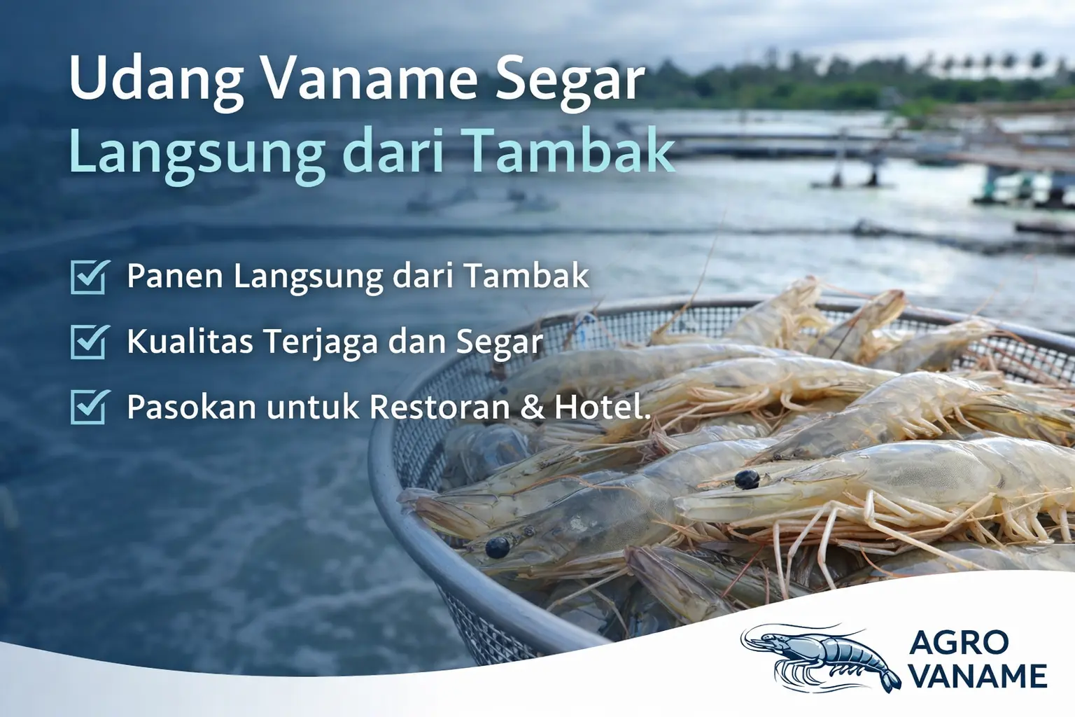 Udang vaname segar langsung dari tambak Agro Vaname untuk restoran dan hotel