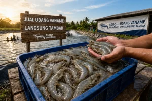 Jual Udang Vaname Langsung Tambak | Supplier Agro Vaname