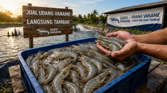 Jual Udang Vaname Langsung Tambak | Supplier Agro Vaname